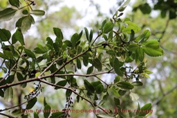 Les feuilles composes du Ti tan rouge- Weinmannia mauritiana