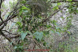 Liane marabit- Clematis mauritiana- Ranunculace- I