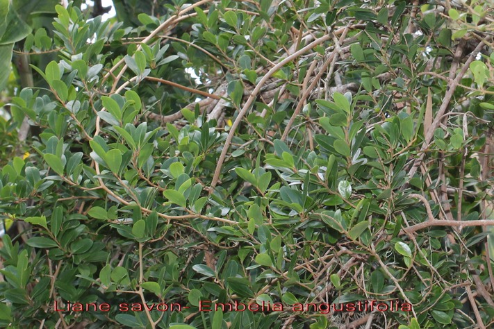 Liane savon- Embelia angustifolia- Primulace - B