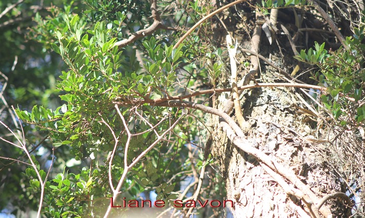 Liane savon- Embellia angustifolia- Myrsinace-B