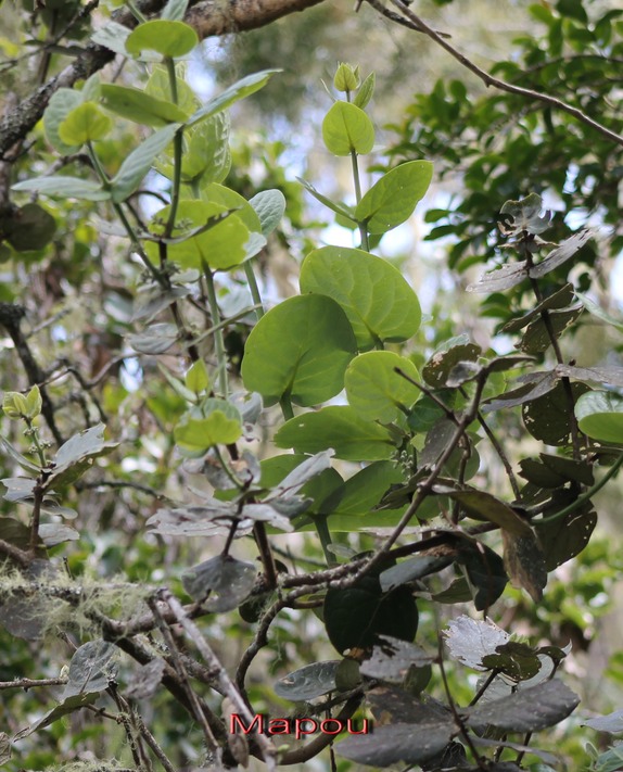 Mapou - Monimia rotundifolia- Monimiace -B
