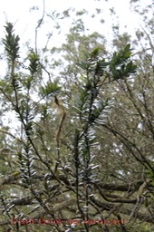 Petit Bois de rempart- Agarista buxifolia-Ericace - B