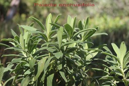Psiadia anchusifolia- Astrace- B
