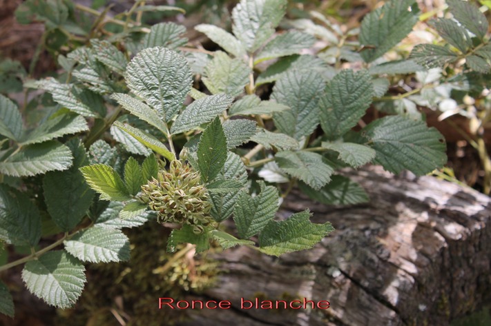 Ronce blanche- Rubus apetalus - Rosace - I