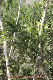 Tamarin des hauts- Acacia heterophylla - Fabace-B