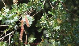 Tan rouge - Weinmania tinctoria - Cunoniace -B M