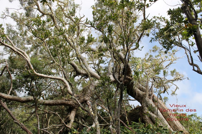Vieux Tamarin des hauts - Acacia heterophylla - Fabace- B