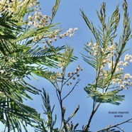 Acacia mearnsii.acacia.fabaceae.amphinaturalisé.très envahissant..jpeg