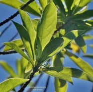 Antirhea borbonica  Bois  d’osto rubiaceae.endémique Réunion Maurice Madagascar.jpeg