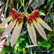 Bulbophyllum longiflorum.orchidaceae.indigène Réunion. (1).jpeg