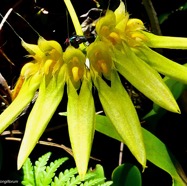 Bulbophyllum longiflorum.orchidaceae.indigène Réunion. (2).jpeg