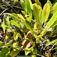 Bulbophyllum longiflorum.orchidaceae.indigène Réunion. (3).jpeg