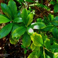 Claoxylon parviflorum -bois d’’oiseaux.euphorbiaceae.endémique Réunion Maurice Rodrigues..jpeg