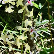 Cryptopus elatus .liane camaron.gros faham;orchidaceae.endémique Réunion Maurice (2).jpeg