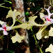 Cryptopus elatus .liane camaron.gros faham;orchidaceae.endémique Réunion Maurice (3).jpeg