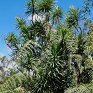 Dracaena reflexa.bois de chandelle.asparagaceae.endémique Madagascar.Seychelles Mascareignes. et Pteridium aquilinum.fougère aigle.dennstaedtiaceae.indigène Réunion..jpeg