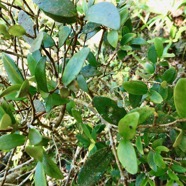 Eugenia buxifolia .bois de nèfles à petites feuilles.myrtaceae. endémique Réunion..jpeg