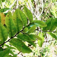 Grangeria borbonica.bois de punaise.chrysobalanaceae.endémique Réunion Maurice ., (3).jpeg