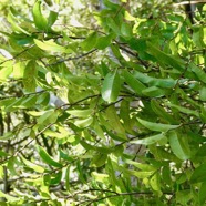 Grangeria borbonica.bois de punaise.chrysobalanaceae.endémique Réunion Maurice .,.jpeg