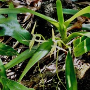 Jumellea recta. orchidaceae.endémique Réunion Maurice Rodrigues. (2).jpeg