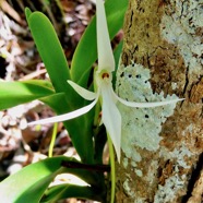 Jumellea recta. orchidaceae.endémique Réunion Maurice Rodrigues..jpeg