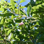 Lantana camara . galabert.corbeille d’or.verbenaceae. au sommet d'un Litsea glutinosa.avocat marron.lauraceae.amphinaturalisé..jpeg