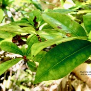 Myonima obovata .bois de prune marron.bois de prune rat.rubiaceae.endémique Réunion Maurice.jpeg