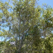 Olea europaea.bois d’olive noir.oleaceae.indigène Réunion. (1).jpeg