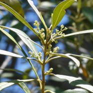 Olea europaea.bois d’olive noir.oleaceae.indigène Réunion..jpeg
