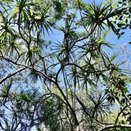 Pandanus sylvestris Bory.petit vacoua. pimpin. ( au premier plan ) pandanaceae.endémique Réunion..jpeg