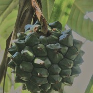 Pandanus sylvestris Bory.petit vacoua. pimpin. pandanaceae.endémique Réunion..jpeg
