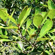 Pleurostylia pachyphloea.bois d’olive grosse peau.celastraceae.endémique Réunion. (1).jpeg