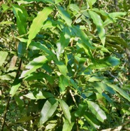 Vepris lanceolata.patte poule.bois Saint-Leu.rutaceae.indigène Réunion. (1).jpeg