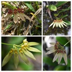 Bulbophyllum longiflorum-EPIDENDROIDEAE-Indigene_Reunion-20231213_121035.jpg