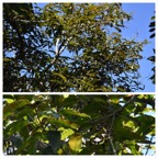 Syzygium_cymosum-bois_de_pomme_rouge-MYRTACEAE-Endemique_Reunion_Maurice-20231213_114525.jpg