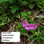1-4- Oxalis latifolia.jpg