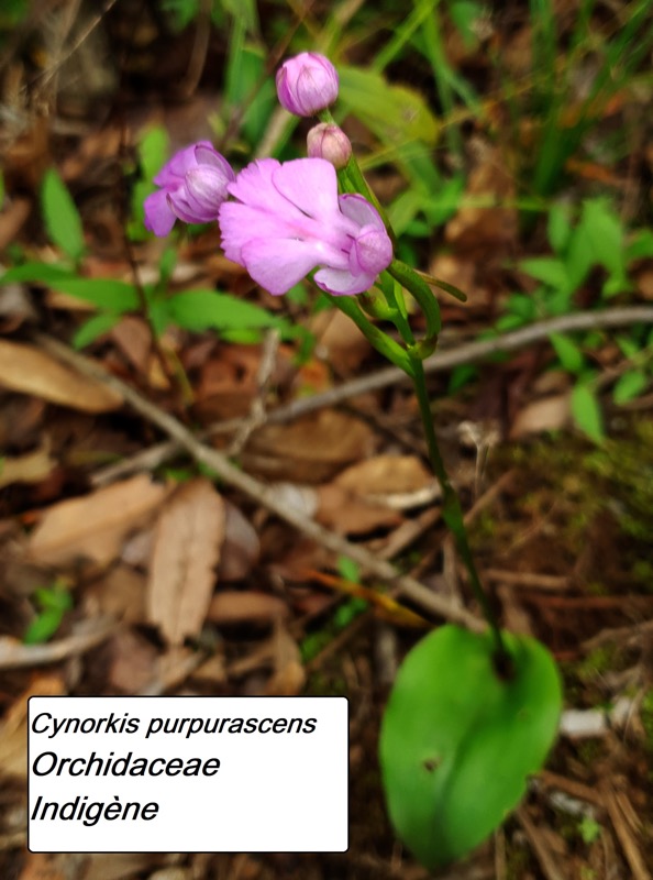 25- Cynorkis purpurascens (1).jpg