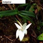 27- Angraecum ramosum  (1).jpg