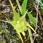 Aeranthes arachnites.orchidaceae.endémique Réunion Maurice Rodrigues..jpeg