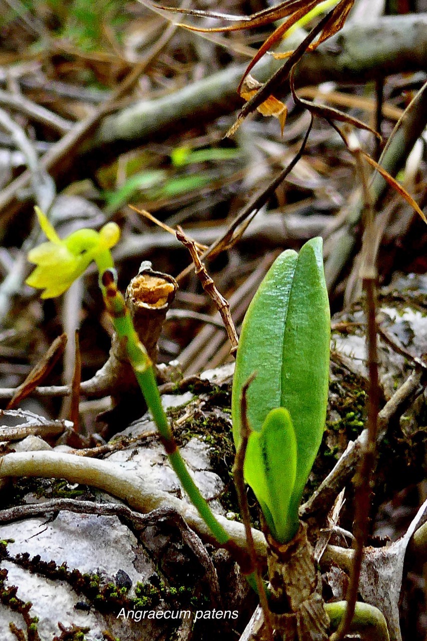 Angraecum patens. orchidaceae;endémique Réunion. (1).jpeg