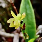 Angraecum patens. orchidaceae;endémique Réunion. (2).jpeg