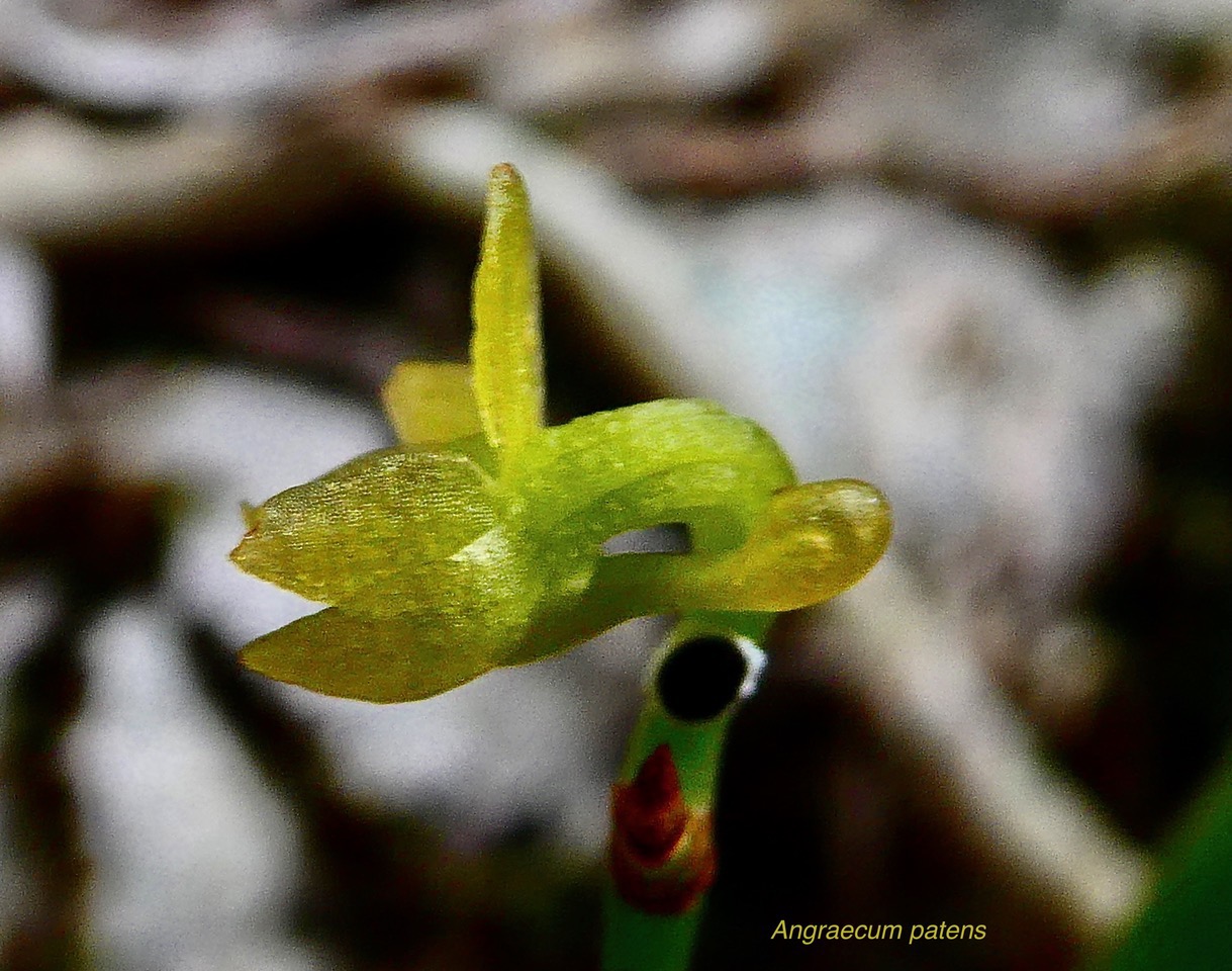 Angraecum patens. orchidaceae;endémique Réunion..jpeg