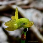 Angraecum patens. orchidaceae;endémique Réunion..jpeg
