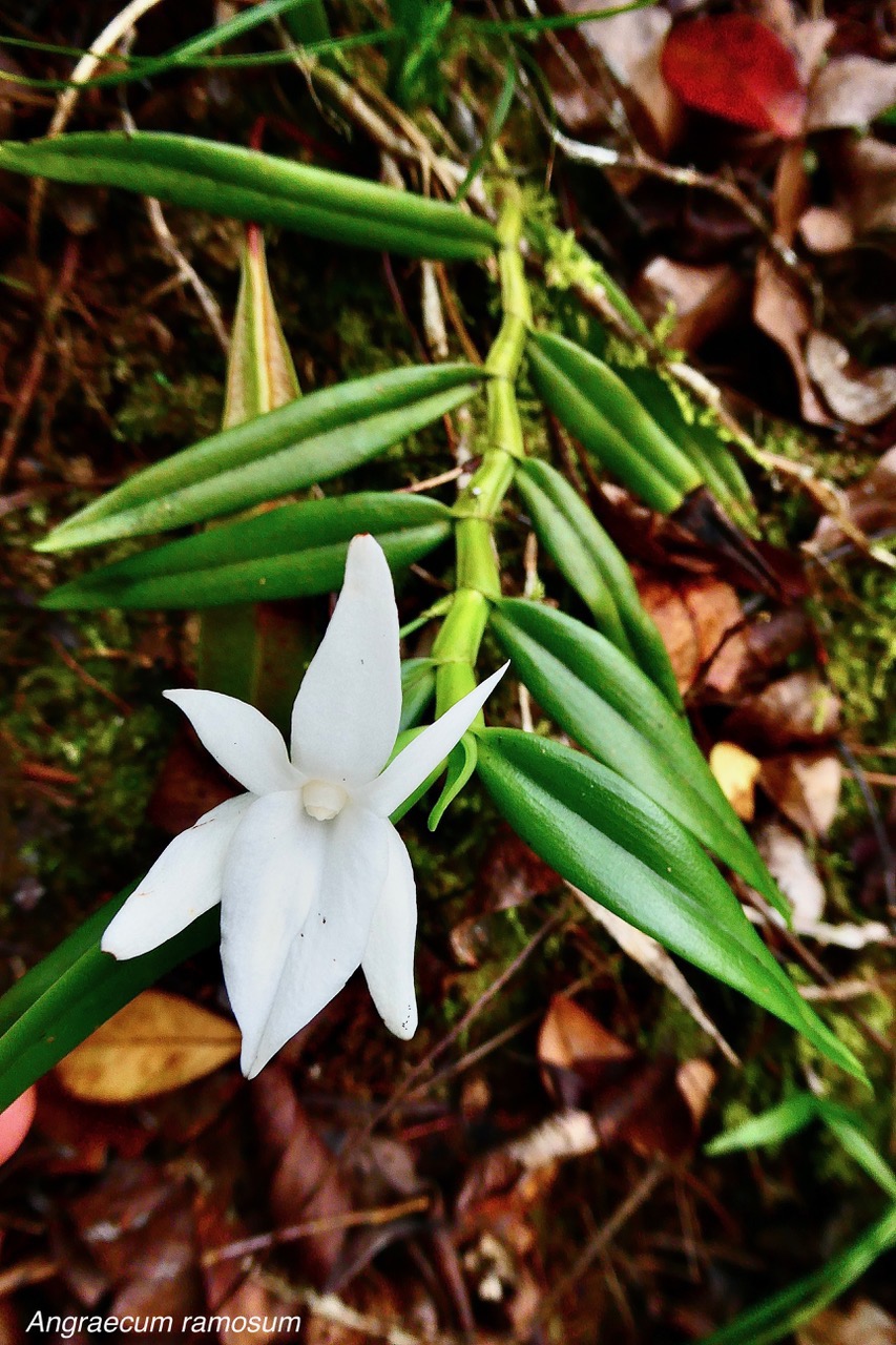 Angraecum ramosum .Angrec rameux. ( fleur très parfumée )orchidaceae.endémique Réunion Maurice.jpeg