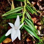 Angraecum ramosum .Angrec rameux. ( fleur très parfumée )orchidaceae.endémique Réunion Maurice.jpeg
