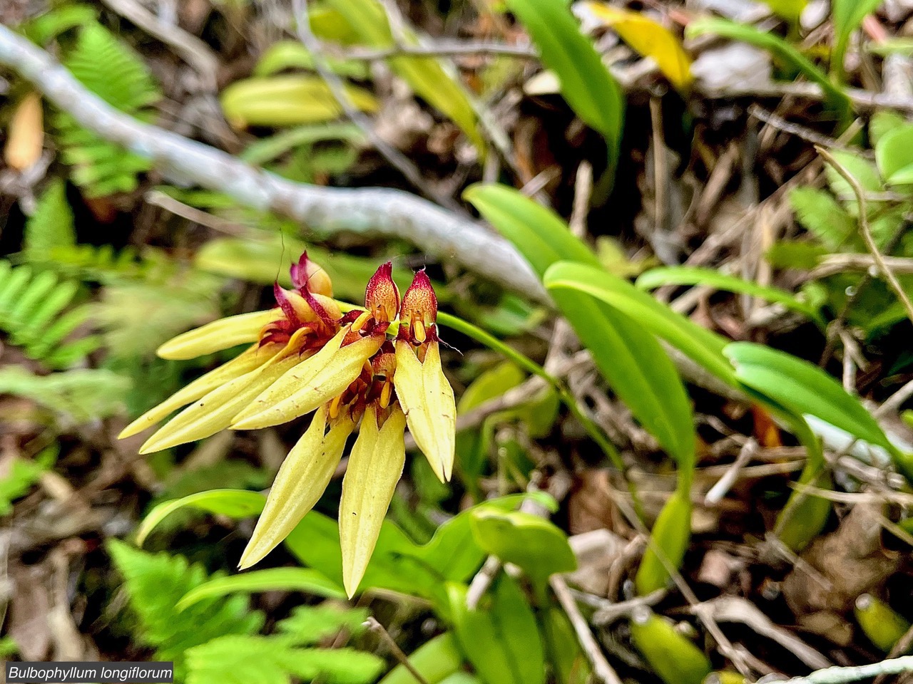Bulbophyllum longiflorum.orchidaceae.indigène Réunion..jpeg