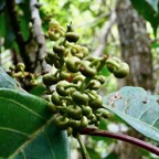 Cordemoya  (Hancea ) integrifolia.bois de perroquet. inflorescence mâle.euphorbiaceae.endémique Réunion Maurice..jpeg