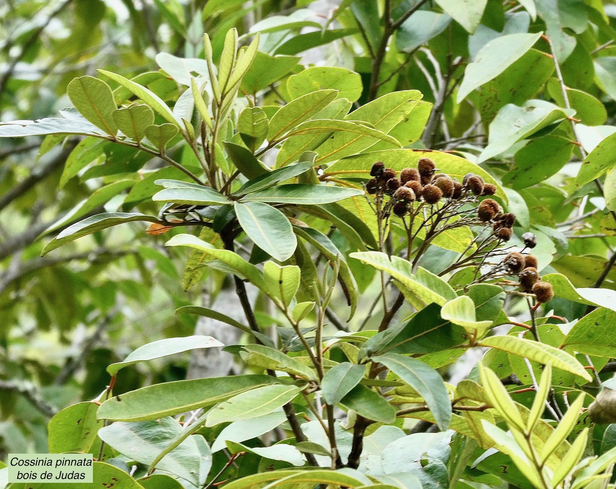 Cossinia pinnata.bois de Judas.( au premier plan )sapindaceae.endémique Réunion Maurice.jpeg