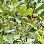 Cossinia pinnata.bois de Judas.( au premier plan )sapindaceae.endémique Réunion Maurice.jpeg