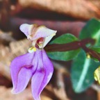 Disperis cordata.orchidaceae.endémique Madagascar Mascareignes. (1).jpeg
